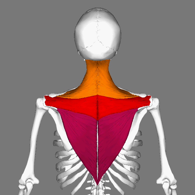 neck pain