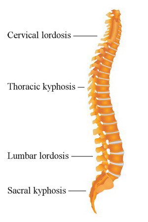 spinal curves lordosis