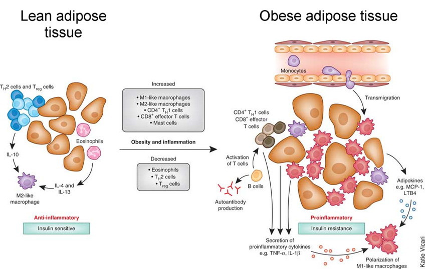 chronic inflammation