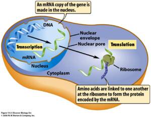 DNA transcription