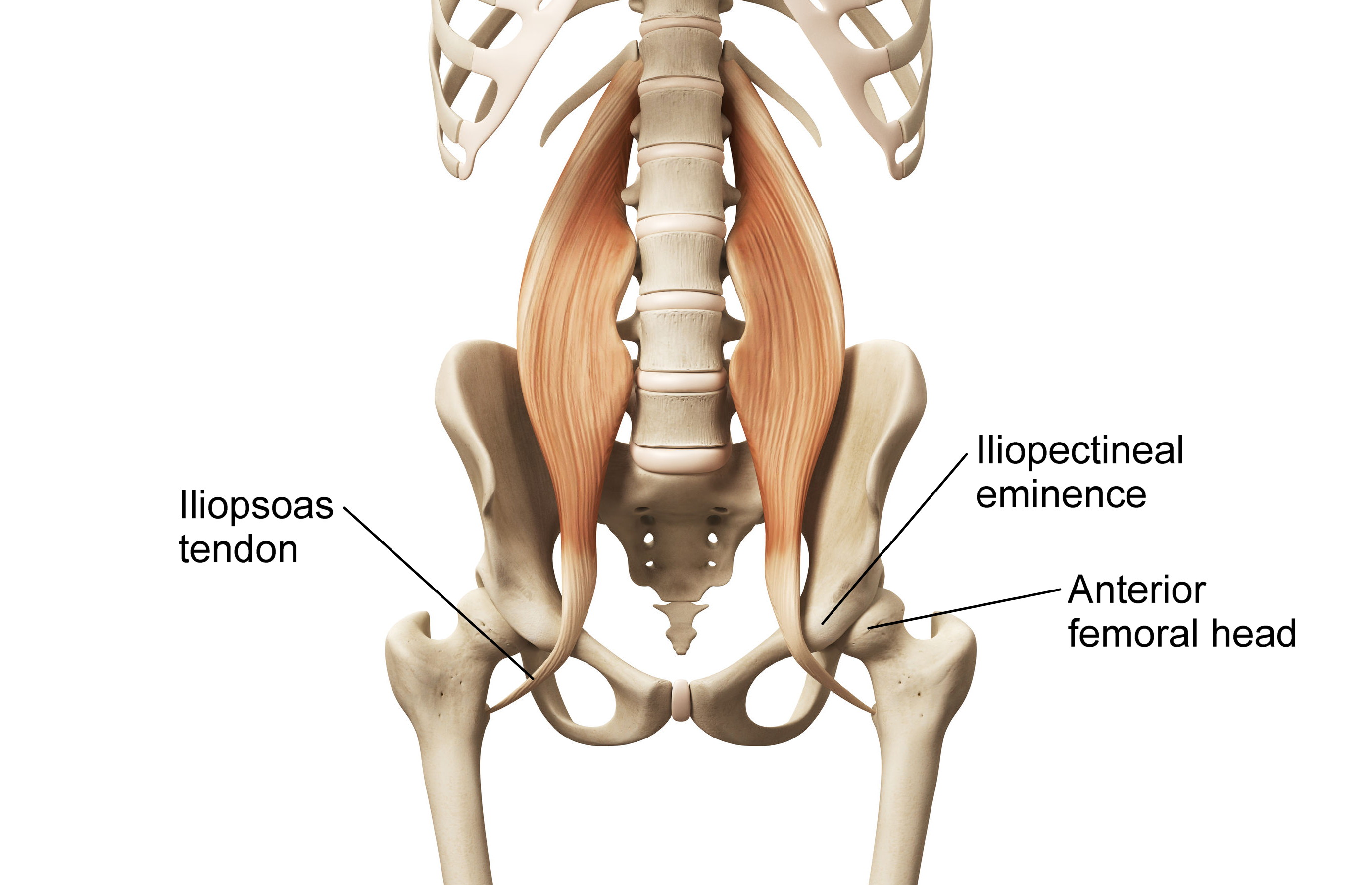 internal snapping hip iliopsoas tendon