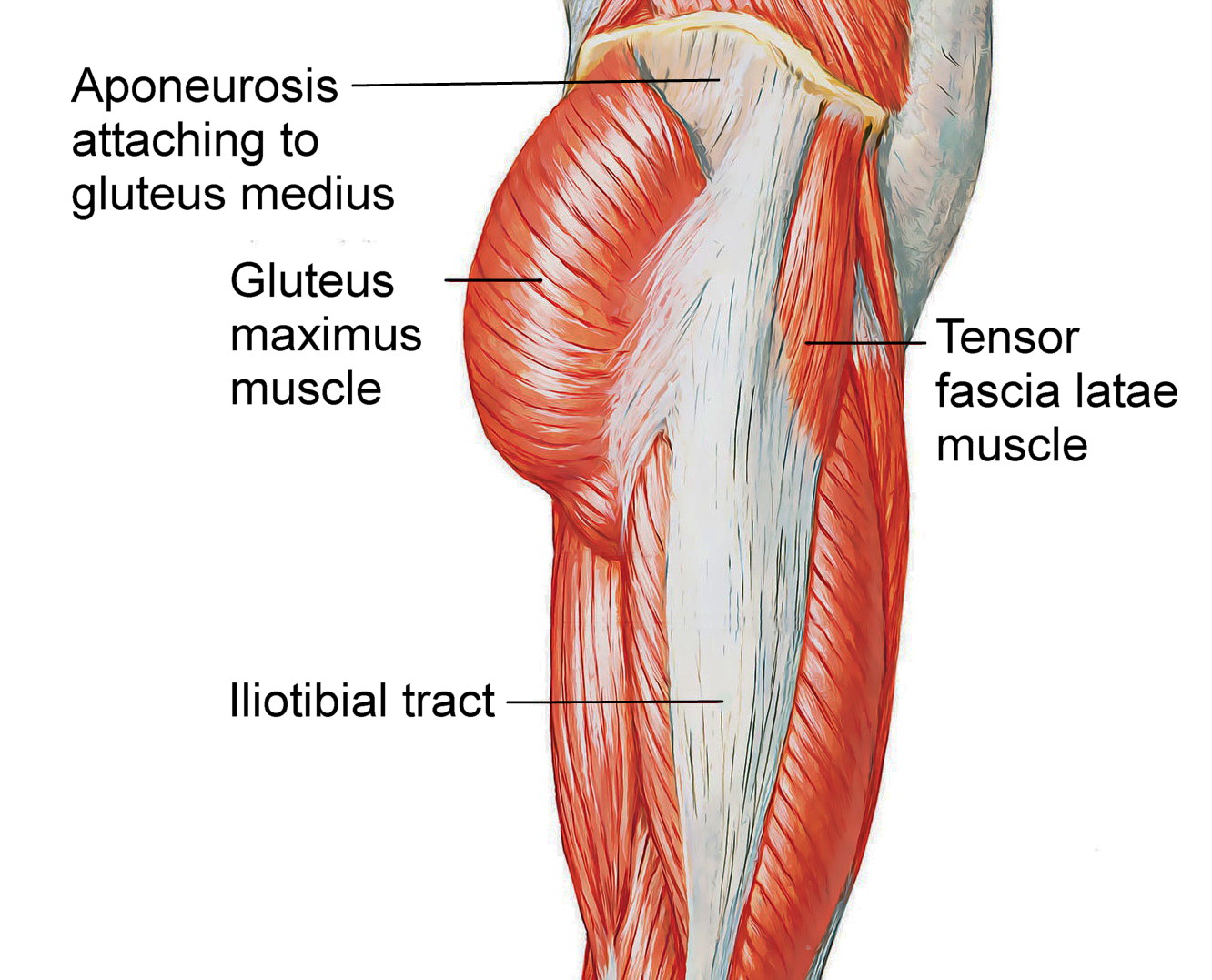Snapping hip syndrome