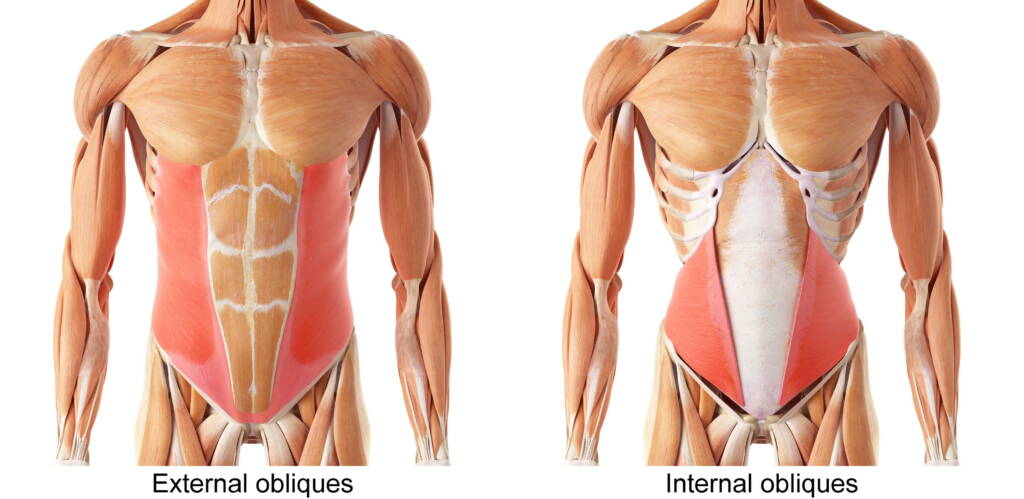 Internal and external obliques
