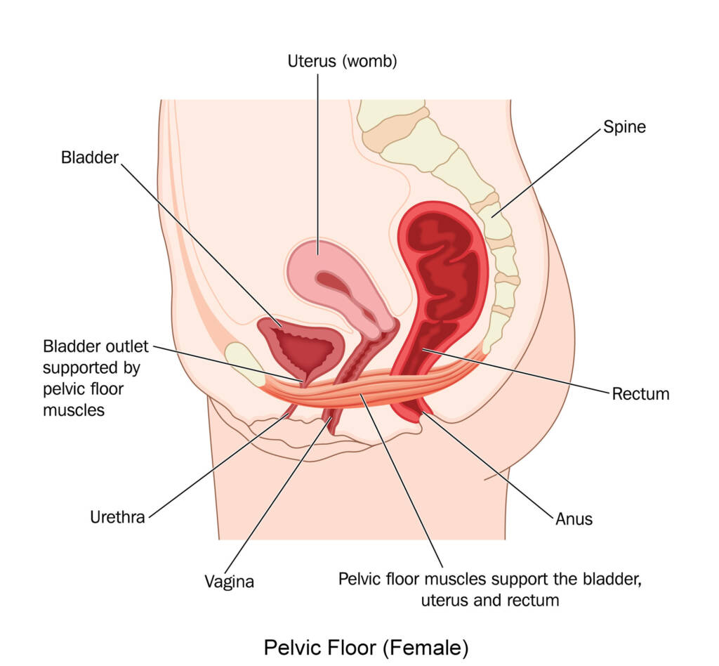 Pelvic Floor Diagram