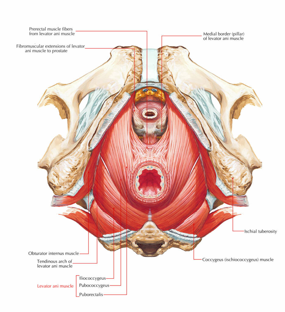 Pelvic Floor Muscles