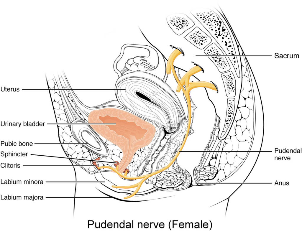 Pudendal nerve female