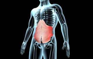 Transverse abdominis muscle