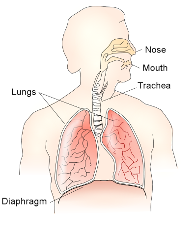 diaphragmatic breathing