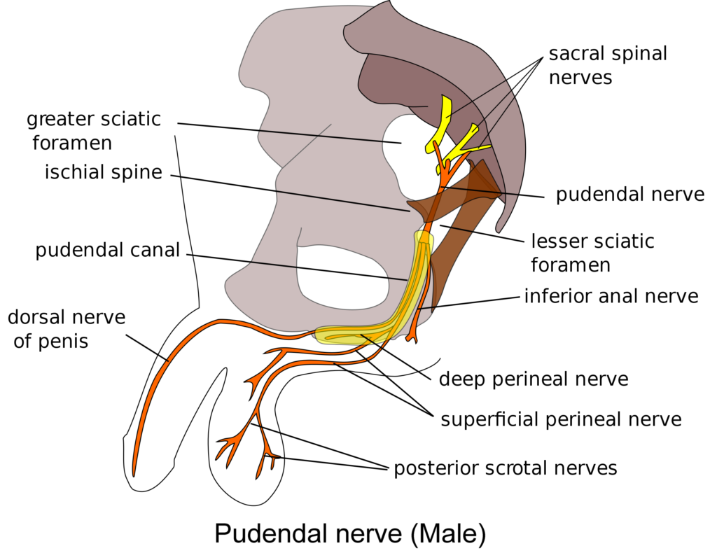Pudendal nerve Male